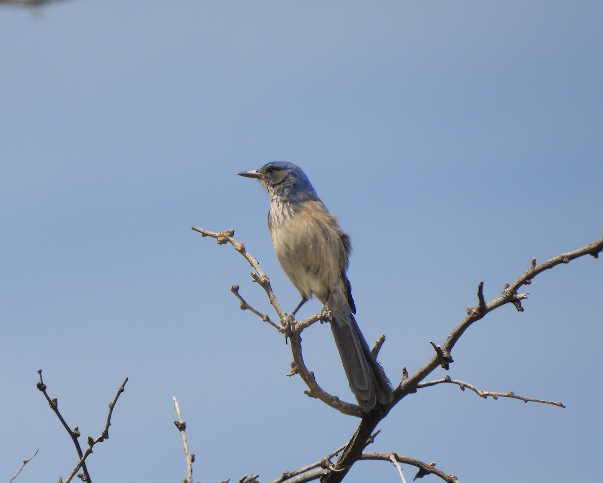 Woodhouse's Scrub-Jay - ML659682779