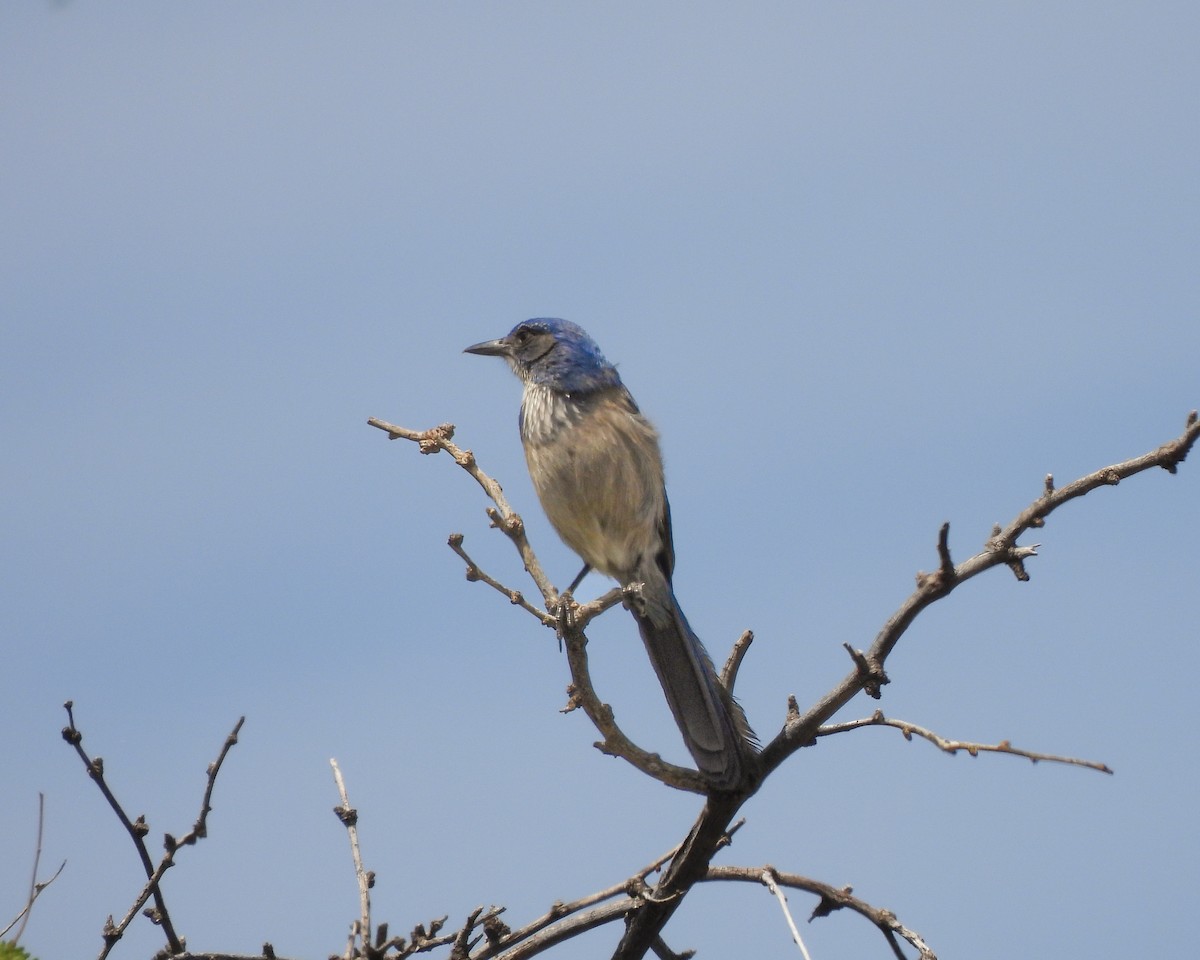 Woodhouse's Scrub-Jay - ML659682796