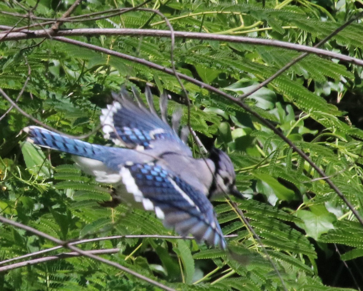 Blauhäher - ML659682822