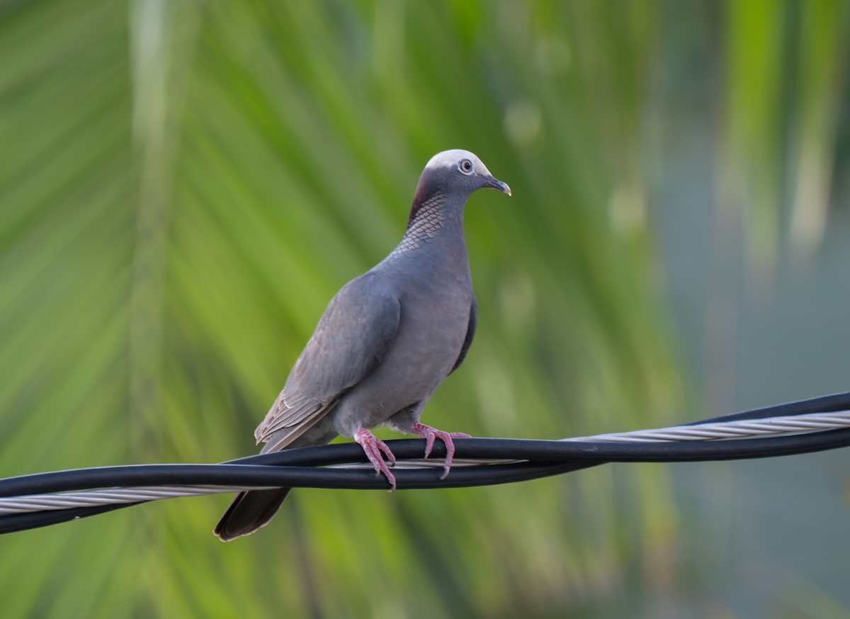 White-crowned Pigeon - ML659682922