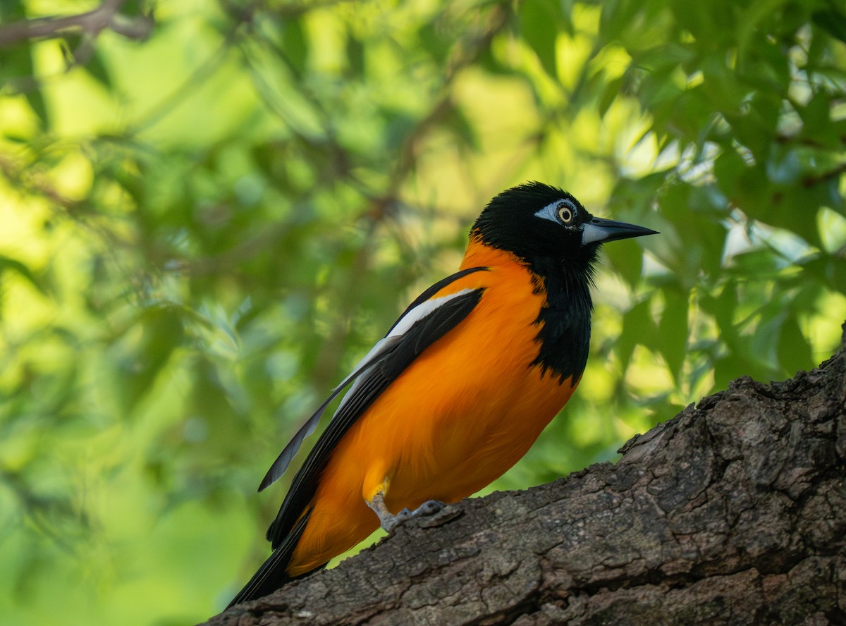 Venezuelan Troupial - ML659683037