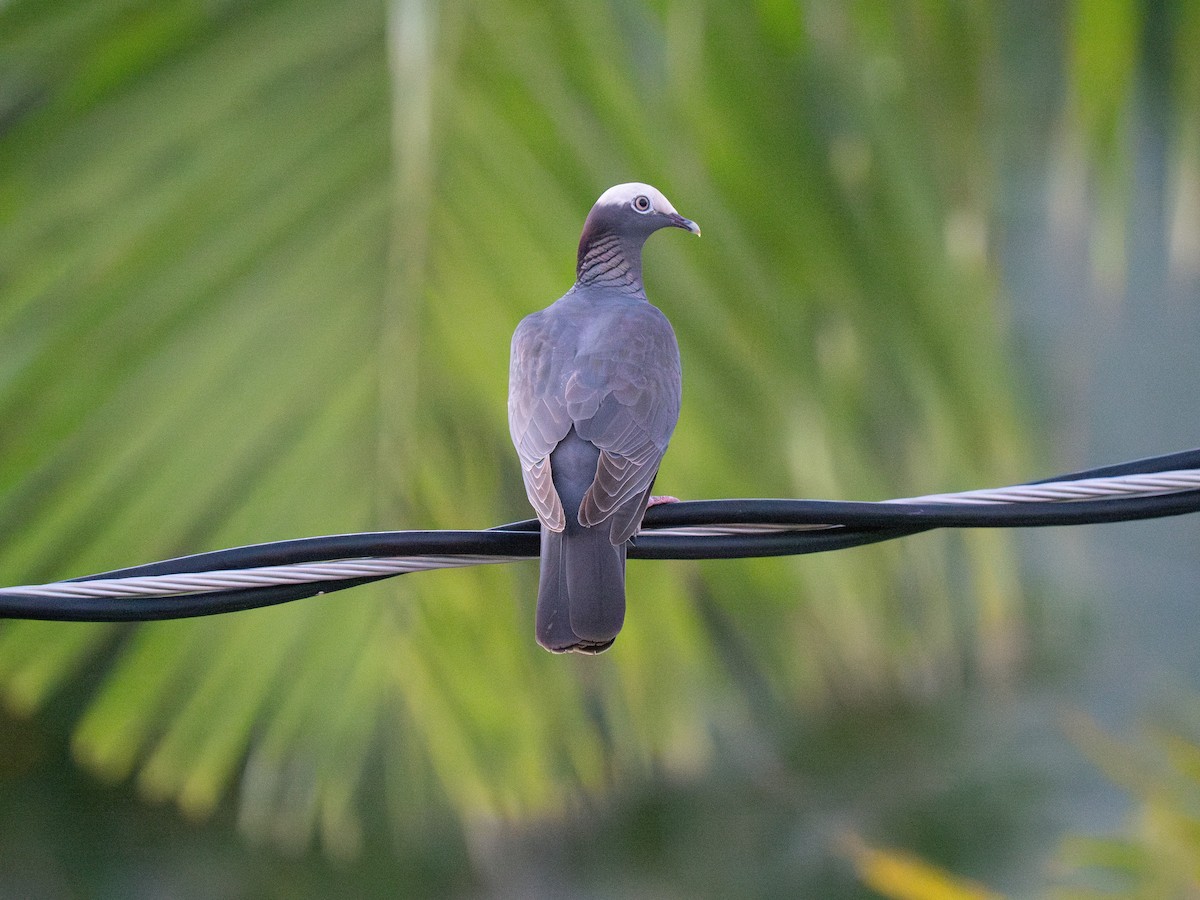 White-crowned Pigeon - ML659683050