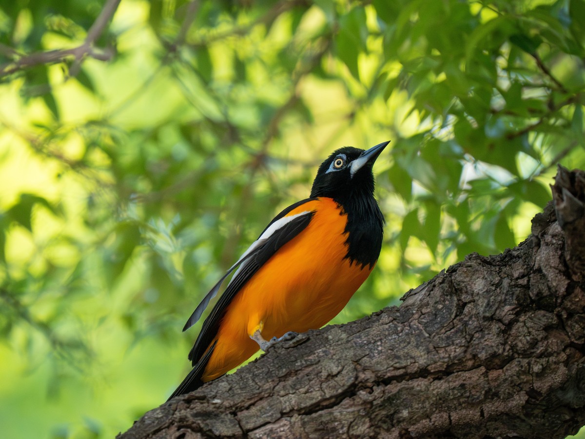Venezuelan Troupial - ML659683081