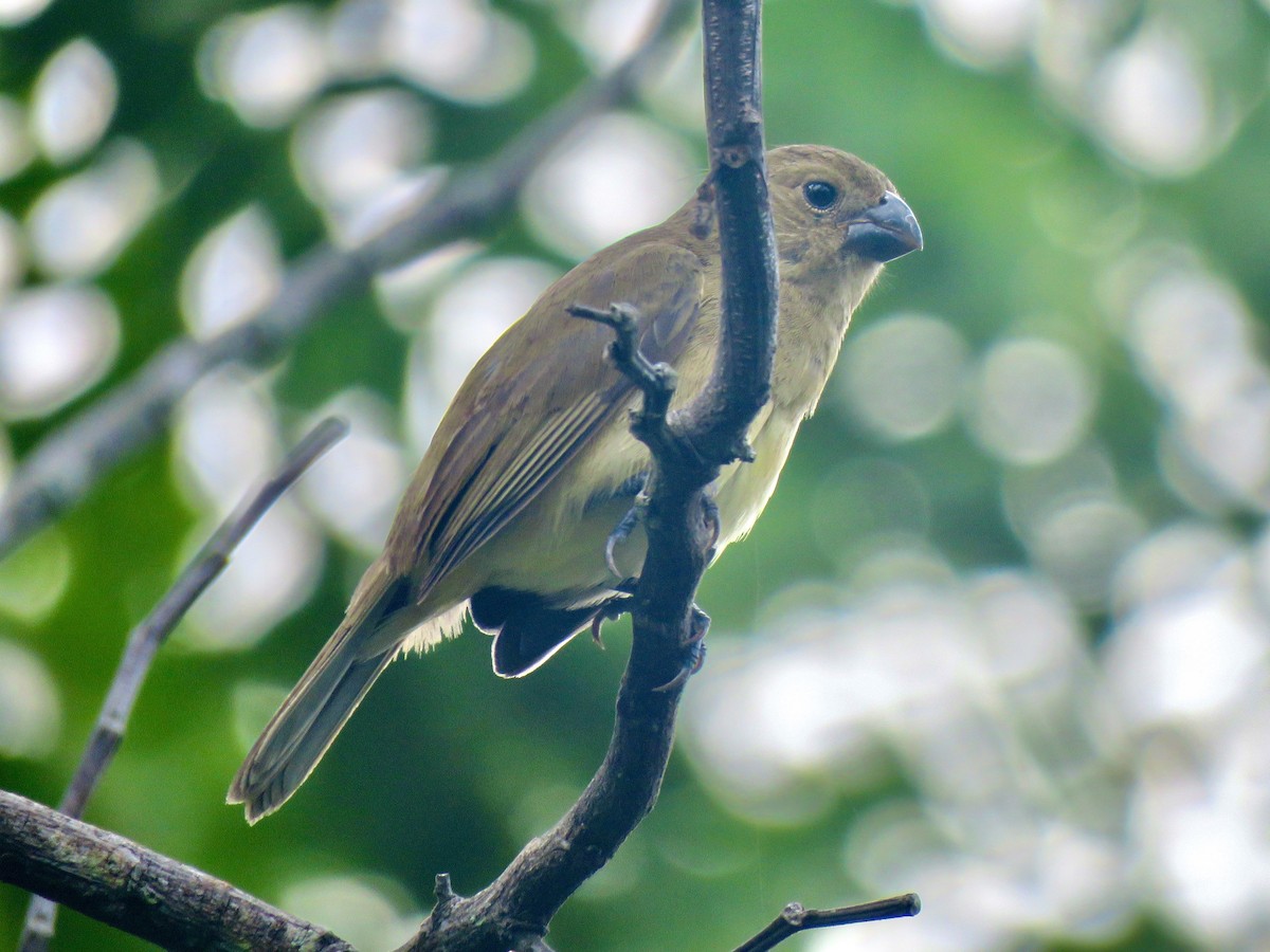 Wing-barred Seedeater - ML659683989