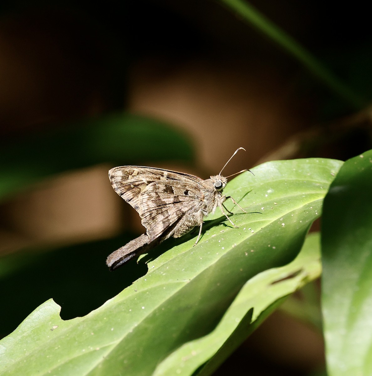Dorantes Longtail - ML659684214