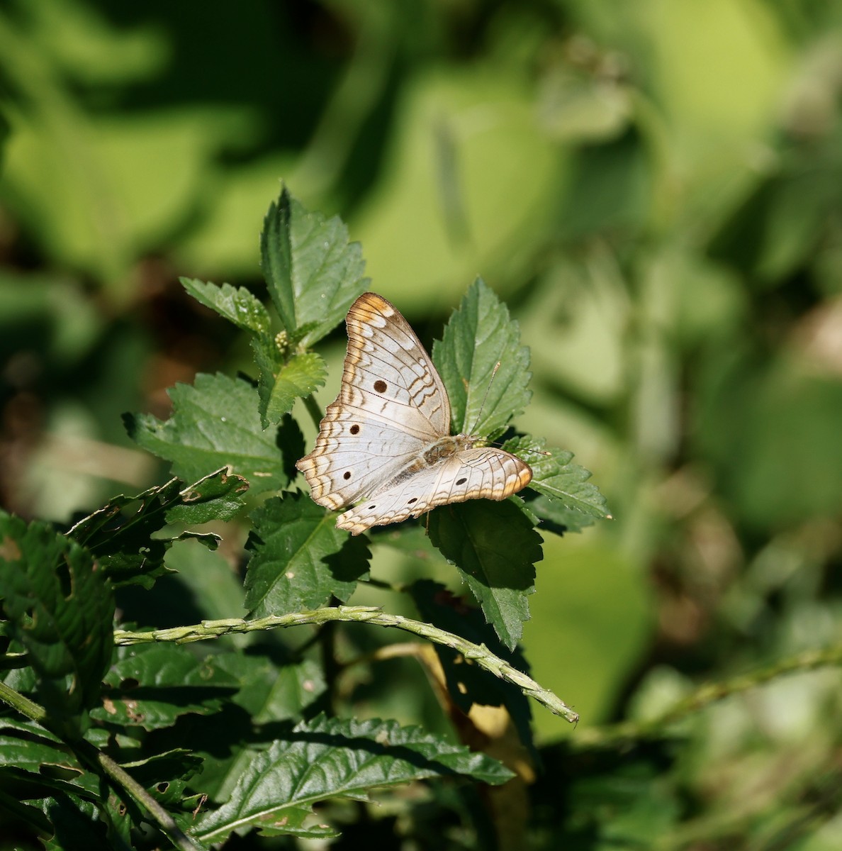 White Peacock - ML659684215
