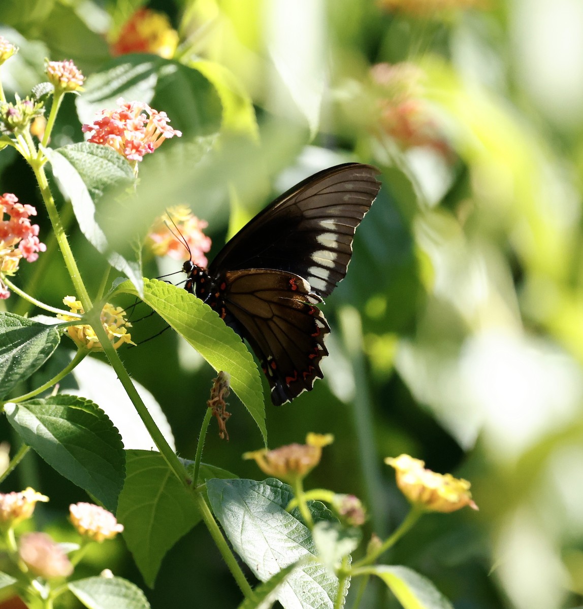 Polydamas Swallowtail - ML659684216