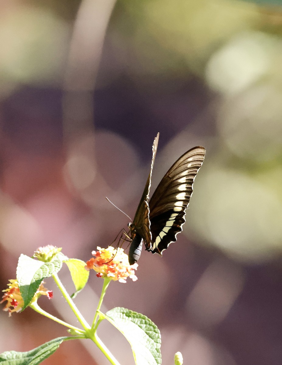 Polydamas Swallowtail - ML659684219