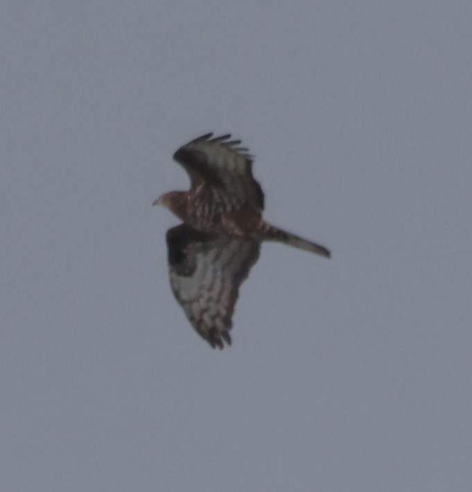 European Honey-buzzard - ML659684360