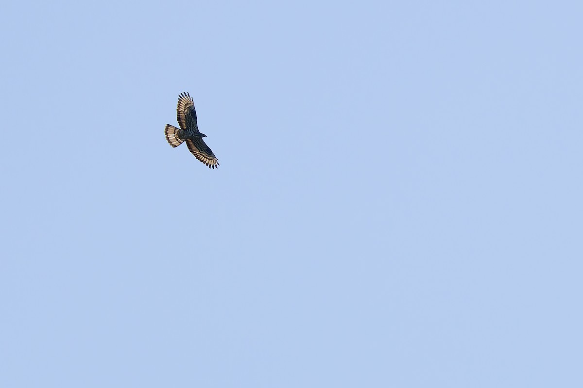 European Honey-buzzard - ML659685007