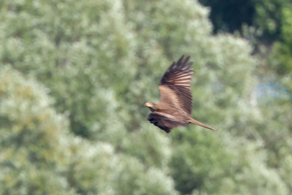 Black Kite - ML659685154