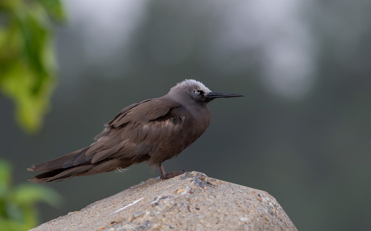 smånoddy - ML659685237