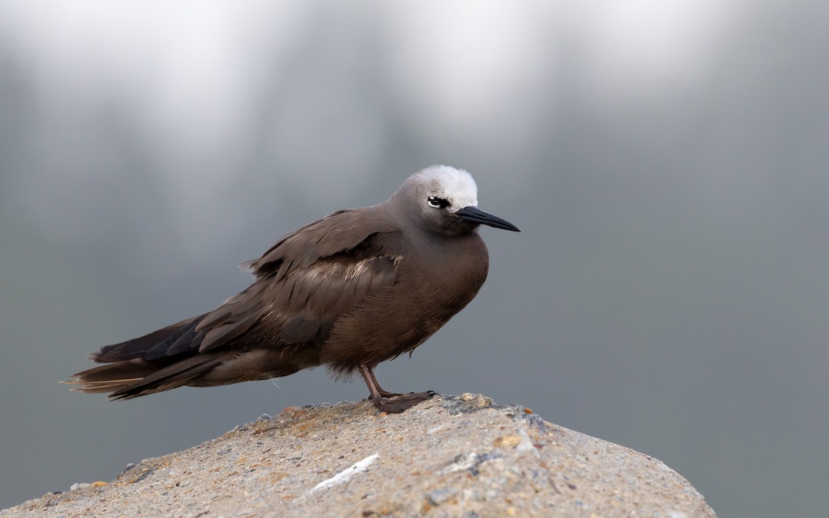 smånoddy - ML659685504