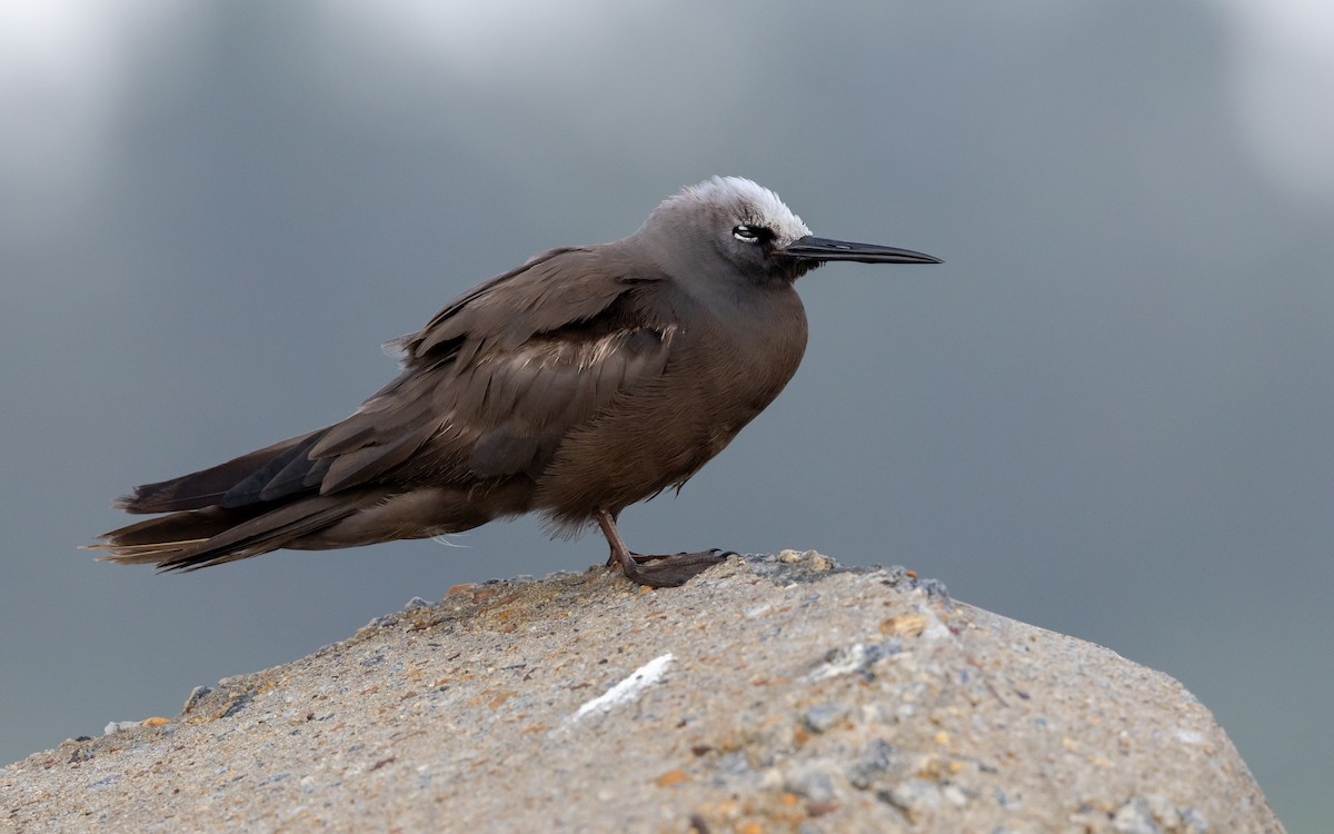smånoddy - ML659685541