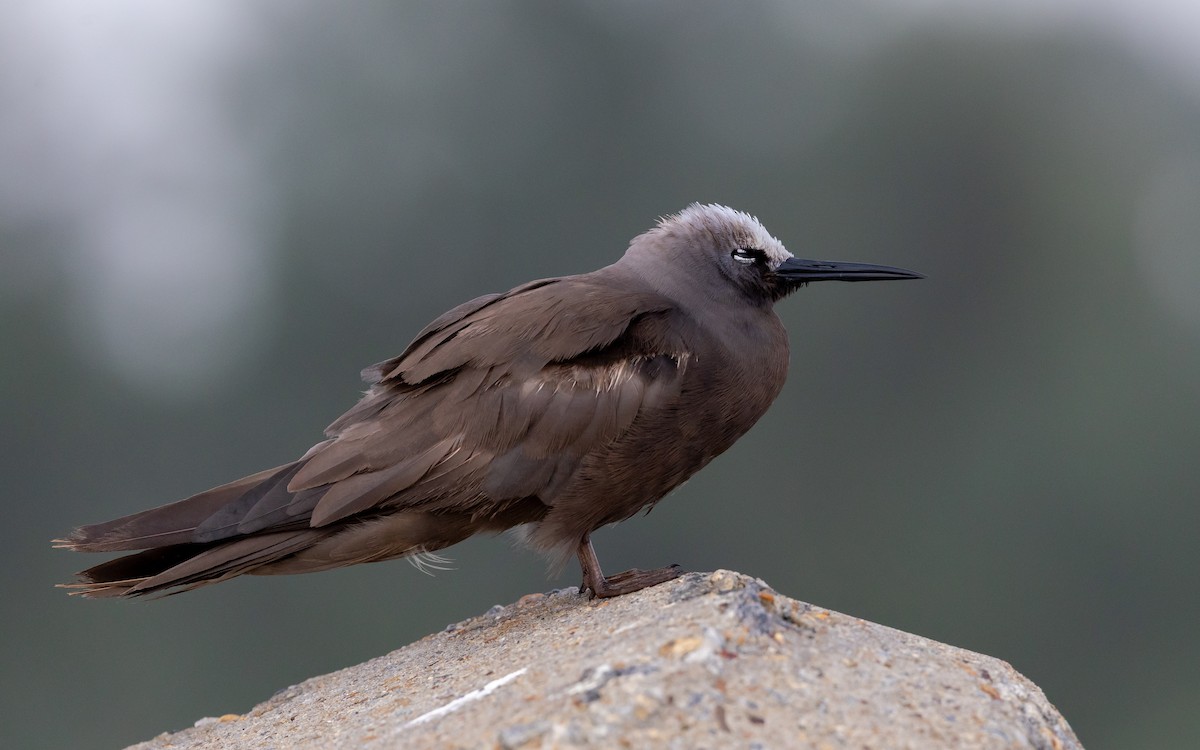 smånoddy - ML659685657