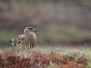 Great Skua