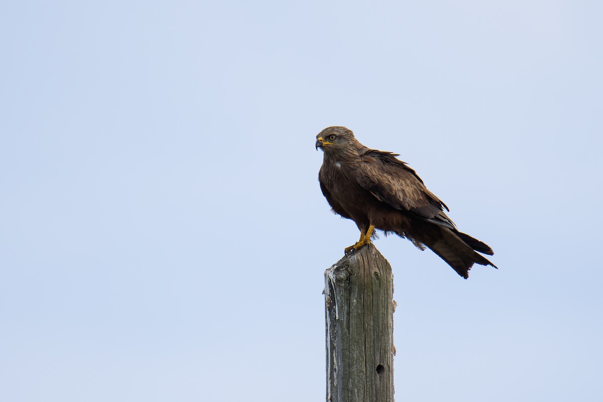 Black Kite - ML659686151
