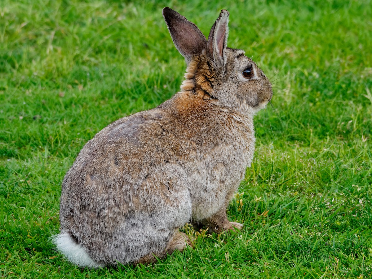Eastern Cottontail - ML659686250