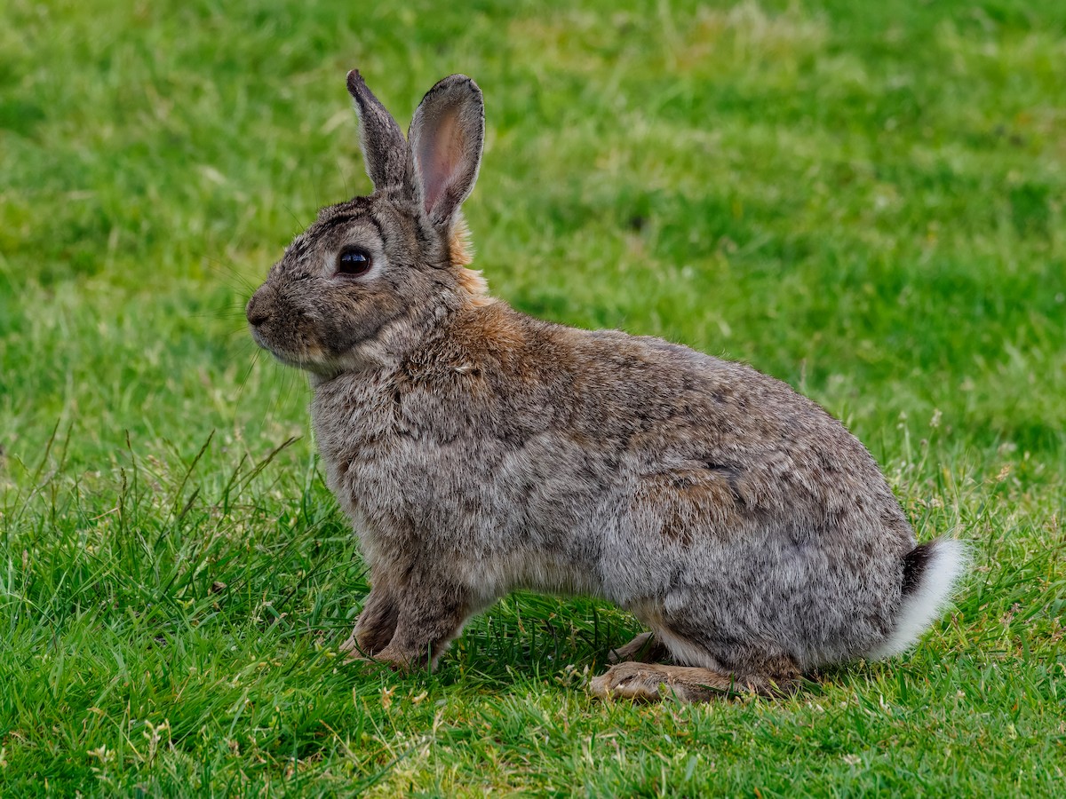 Eastern Cottontail - ML659686252