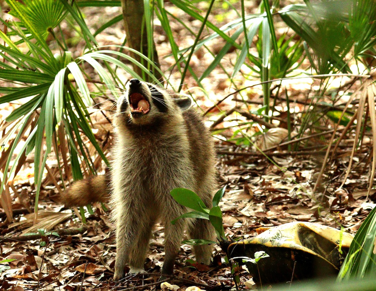 アライグマ属 - ML659686375