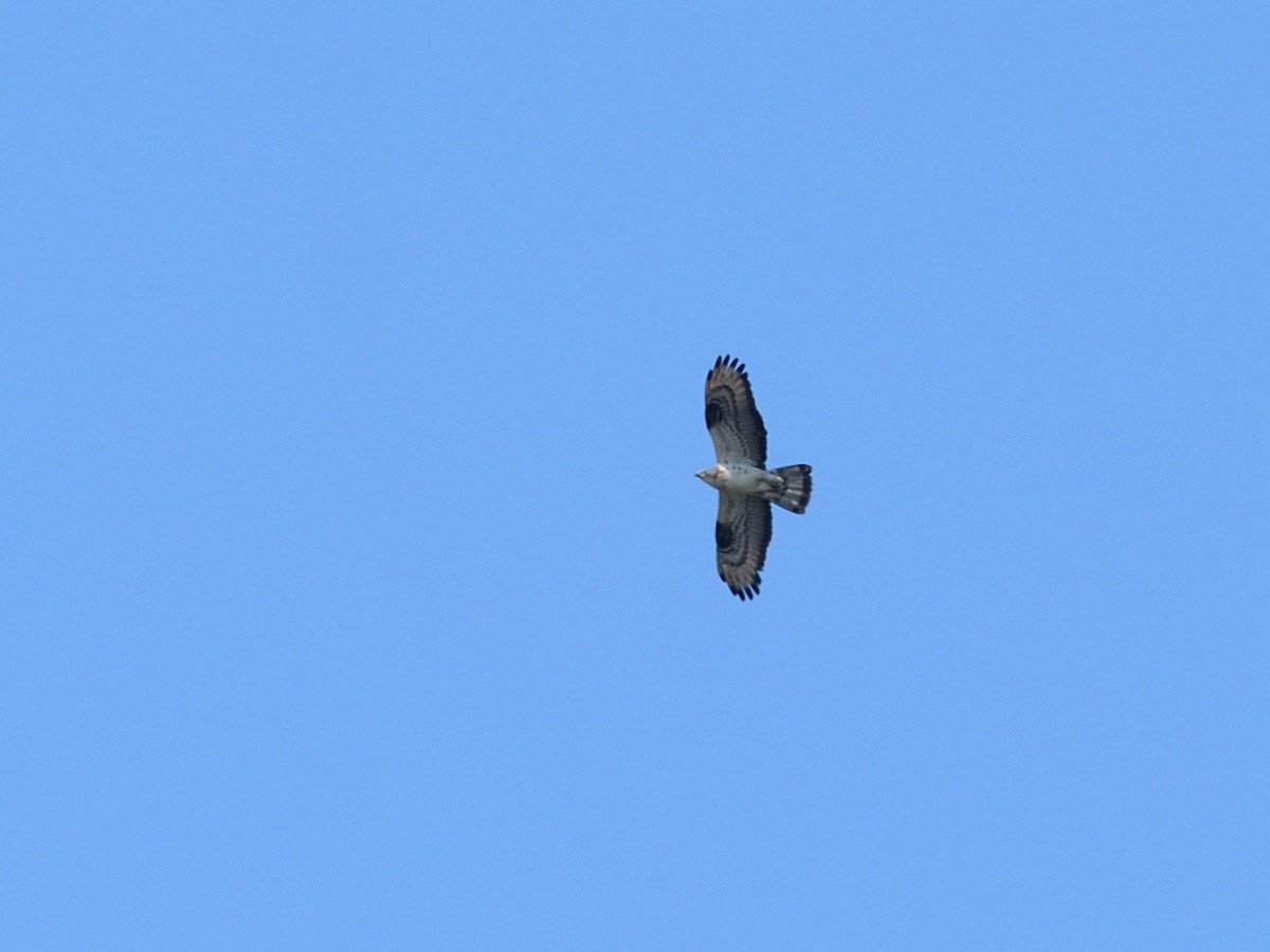 European Honey-buzzard - ML659686440