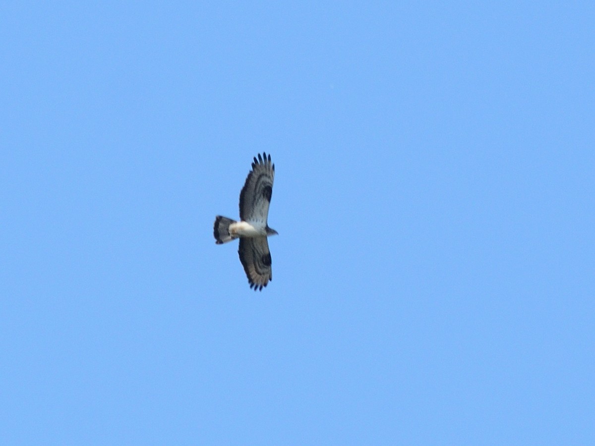 European Honey-buzzard - ML659686441