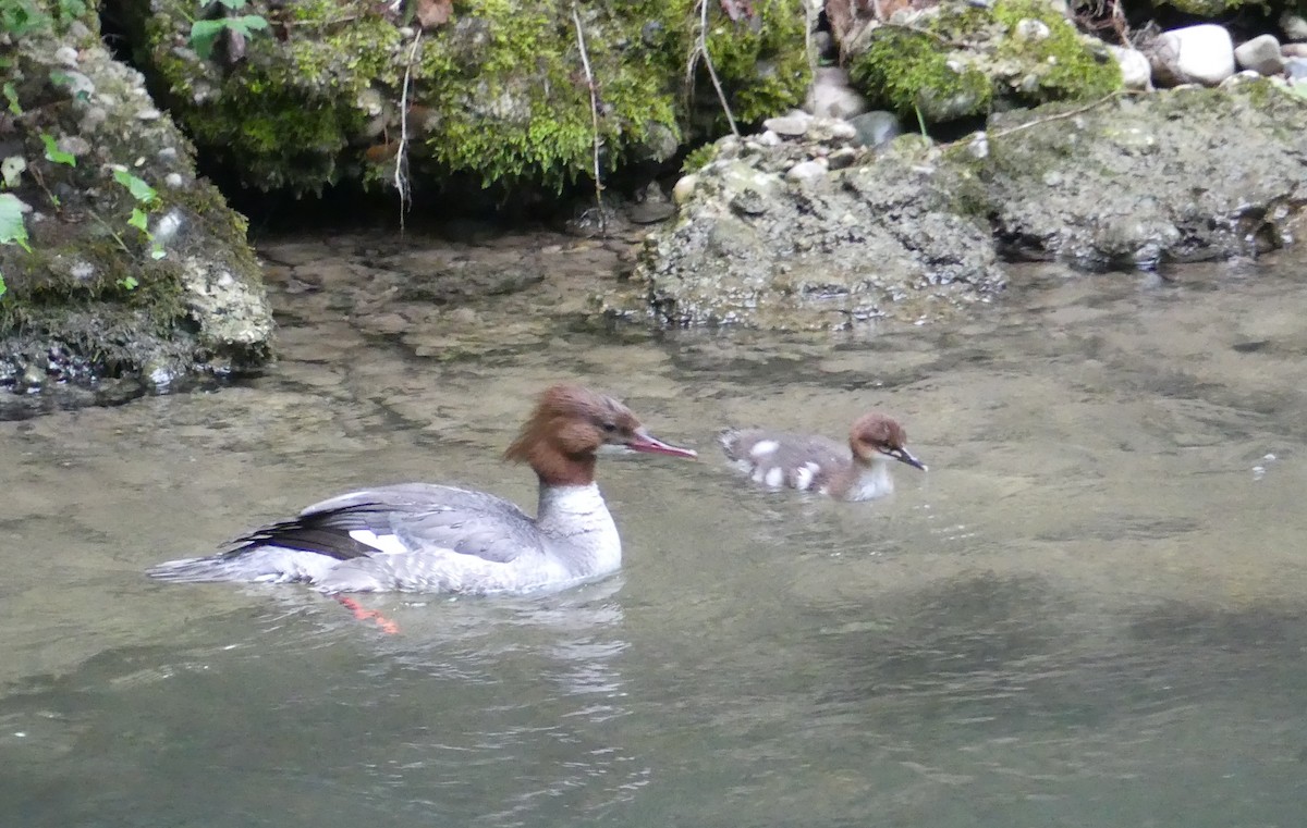 Smergo maggiore (merganser/orientalis) - ML659686902