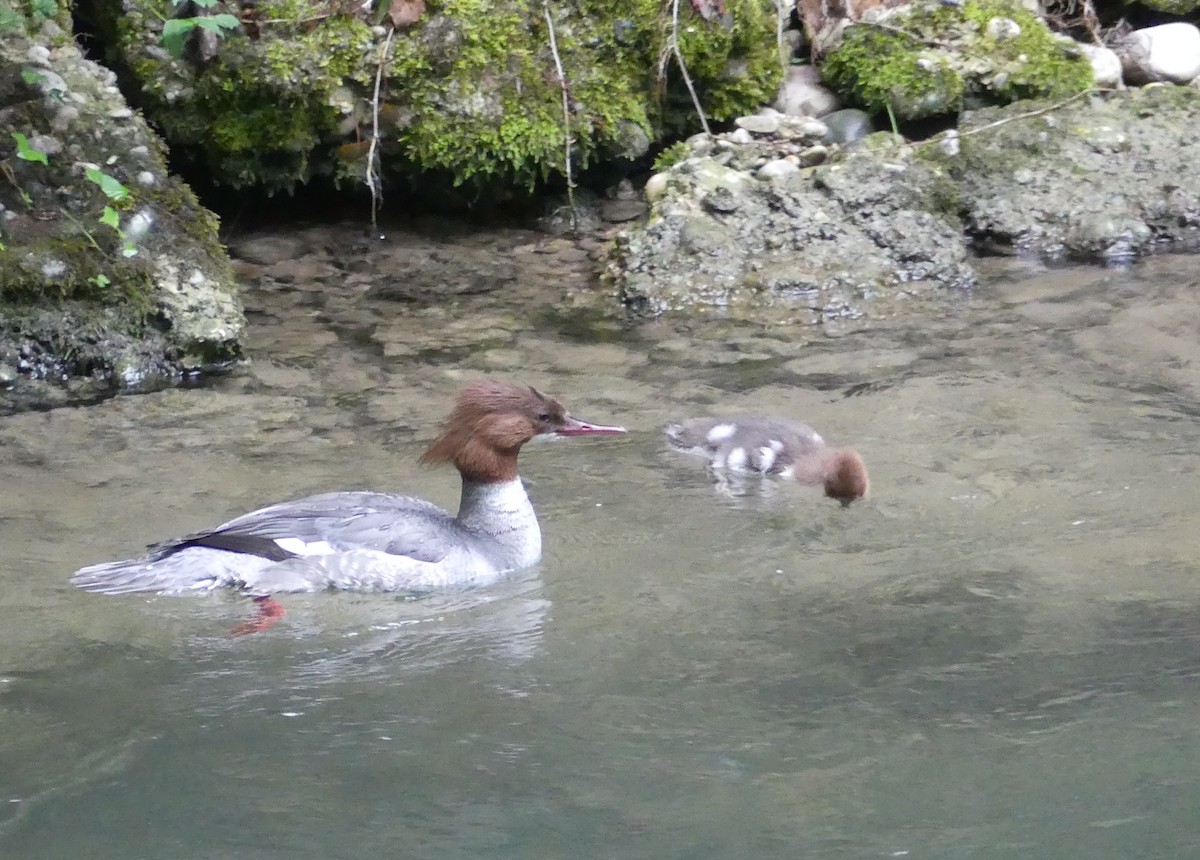Smergo maggiore (merganser/orientalis) - ML659686920