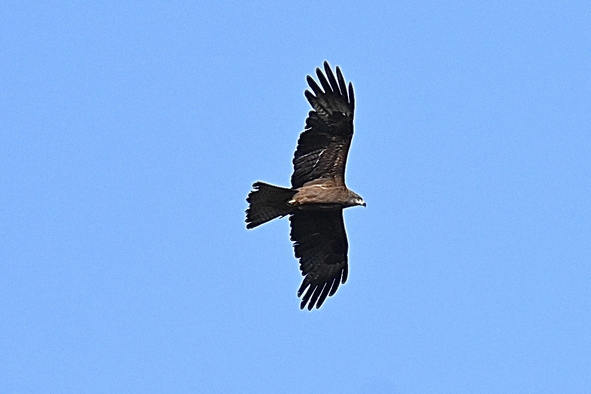 Black Kite - ML659687099
