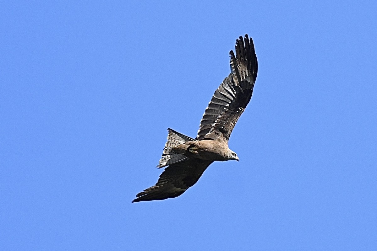 Black Kite - ML659687100