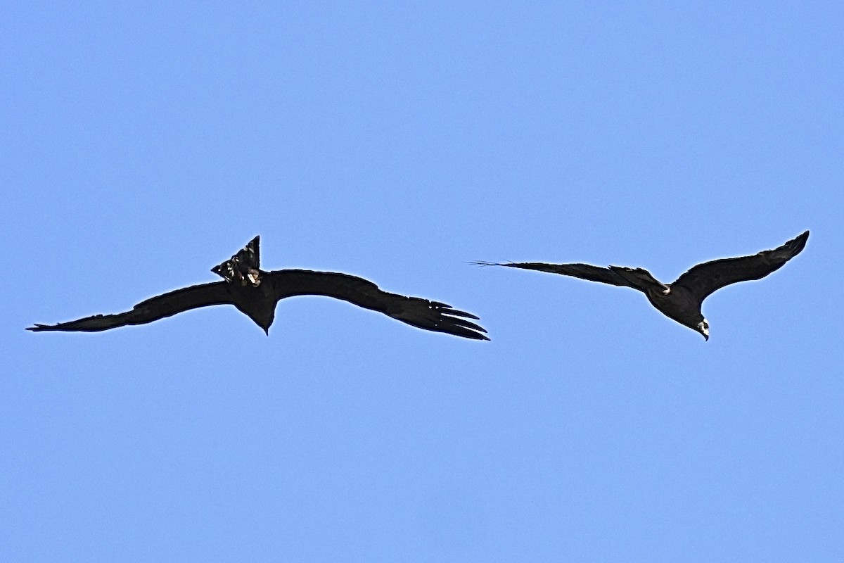 Black Kite - ML659687101