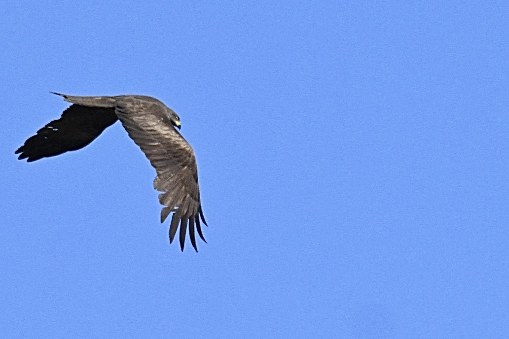 Black Kite - ML659687102