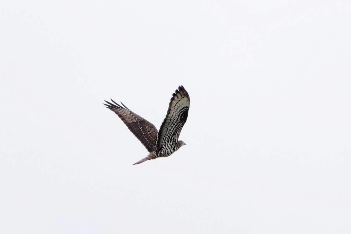 European Honey-buzzard - ML659687193