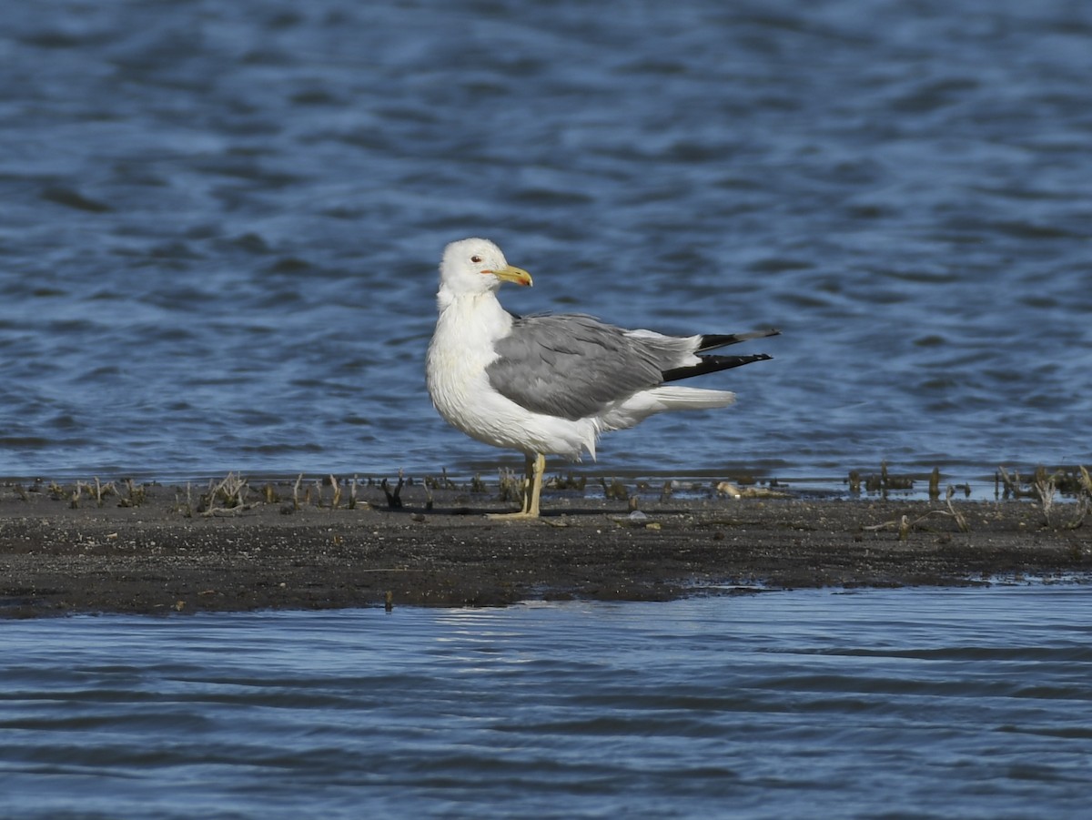 Kalifornienmöwe - ML659687243