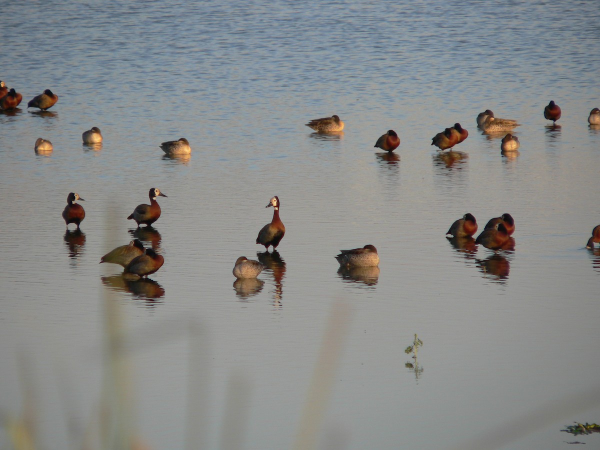 White-faced Whistling-Duck - ML659688475