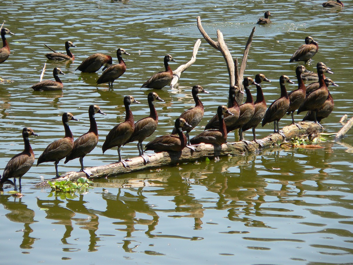 White-faced Whistling-Duck - ML659688476