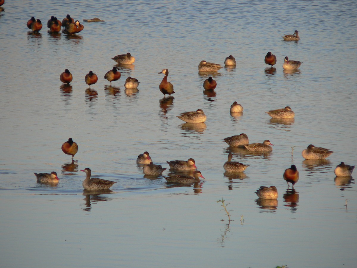 Red-billed Duck - ML659688493