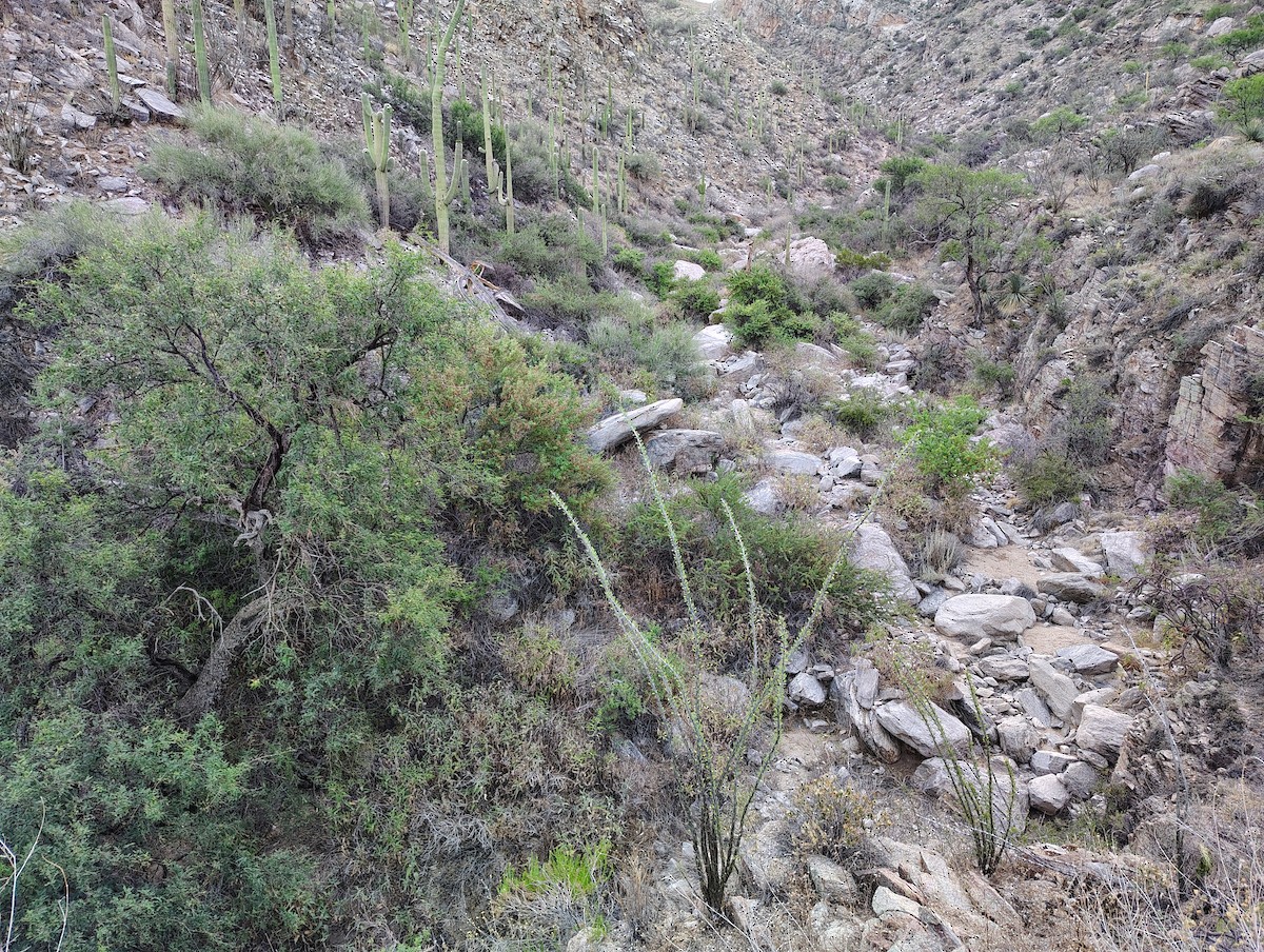 null - ML659688630