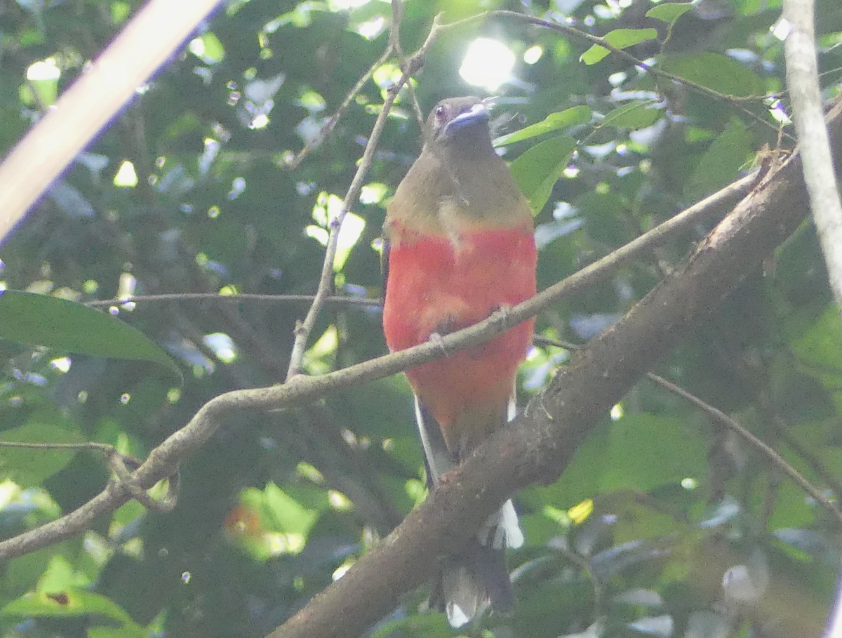 Diardtrogon - ML659689012
