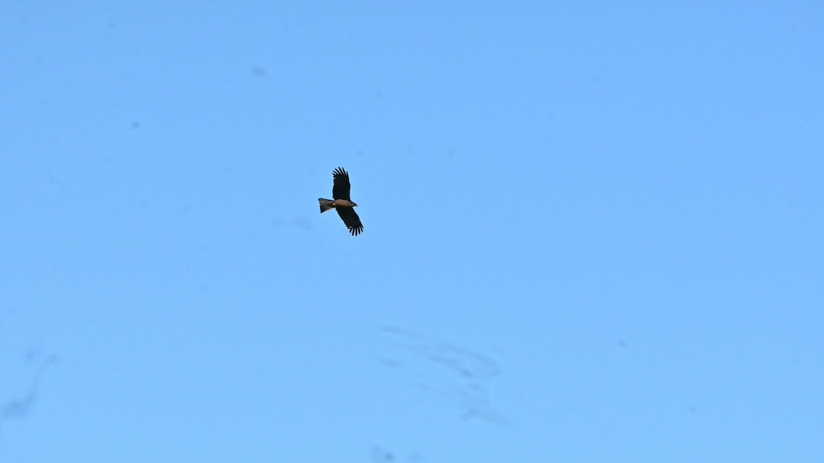 Black Kite - ML659689053