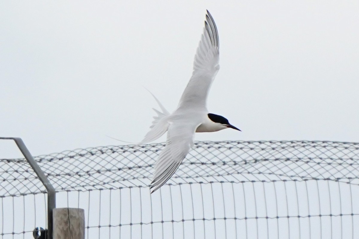 Roseate Tern - ML659689179