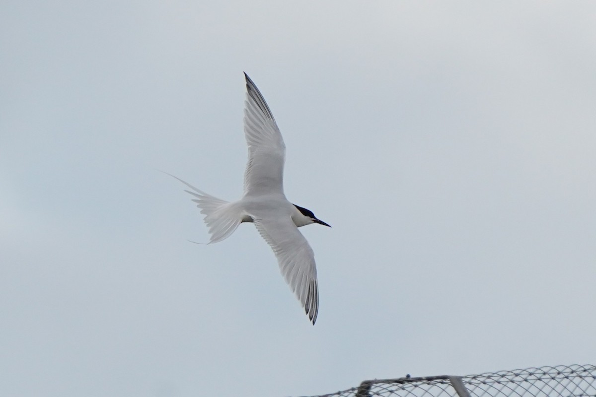 Roseate Tern - ML659689180