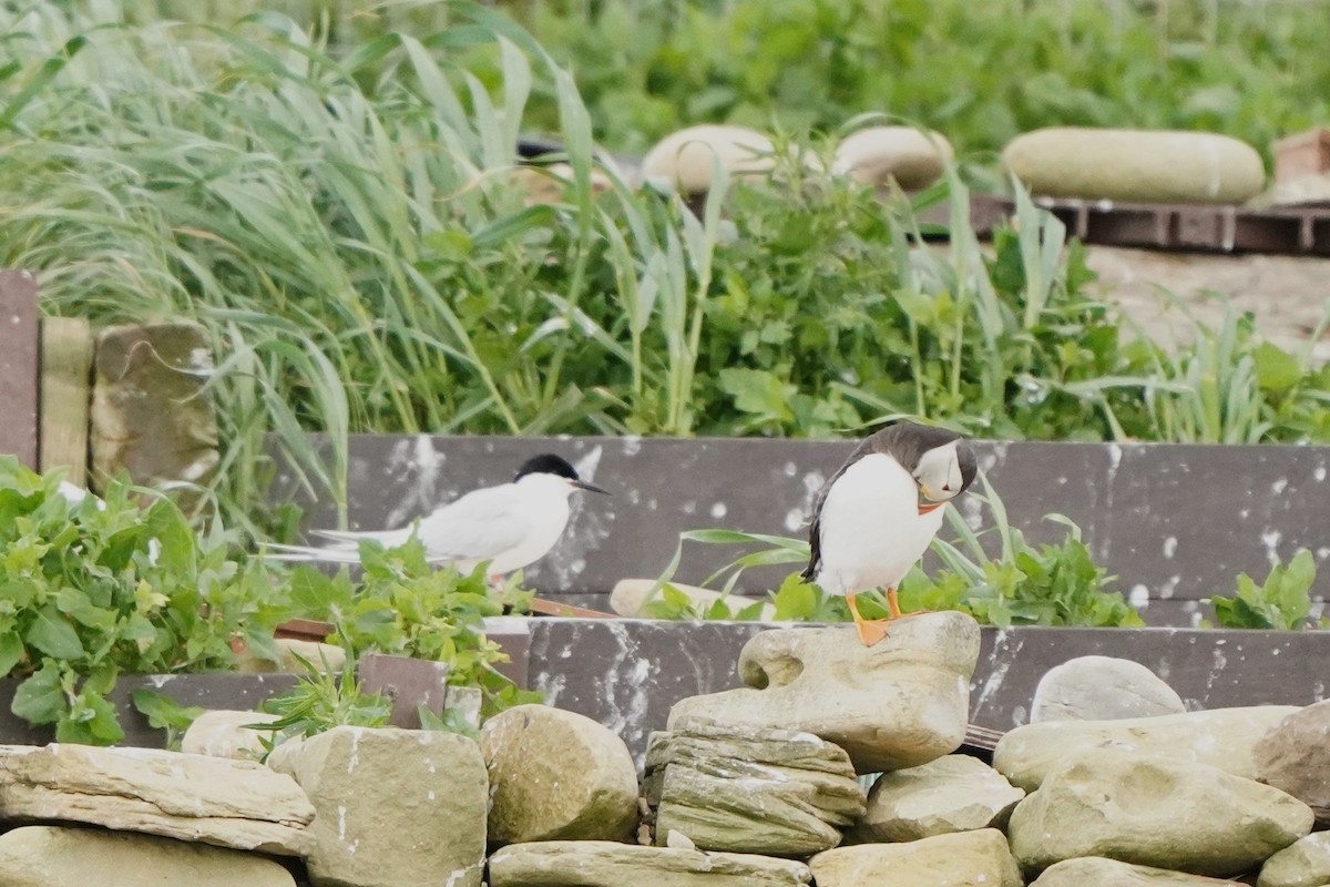 Roseate Tern - ML659689181