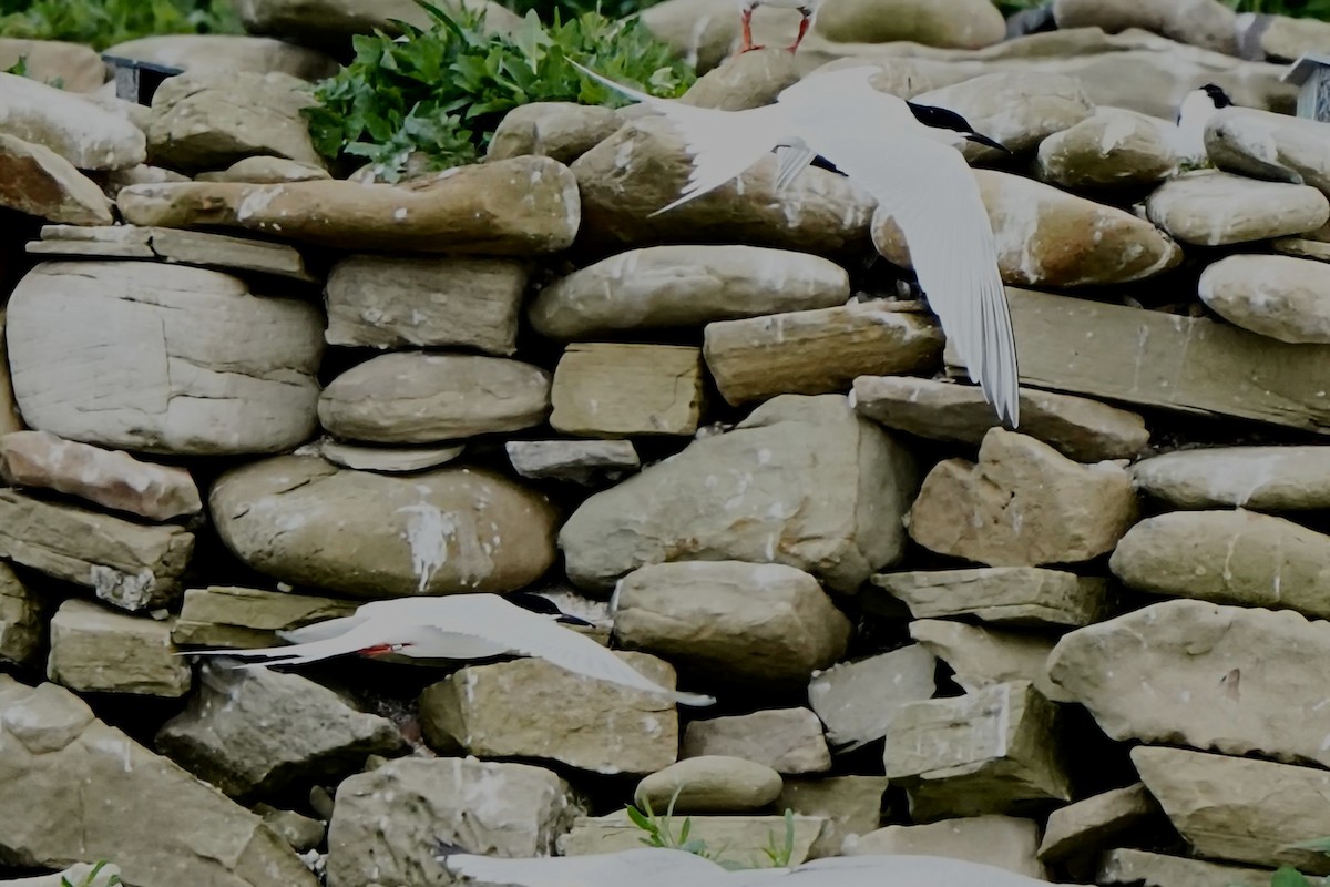 Roseate Tern - ML659689182