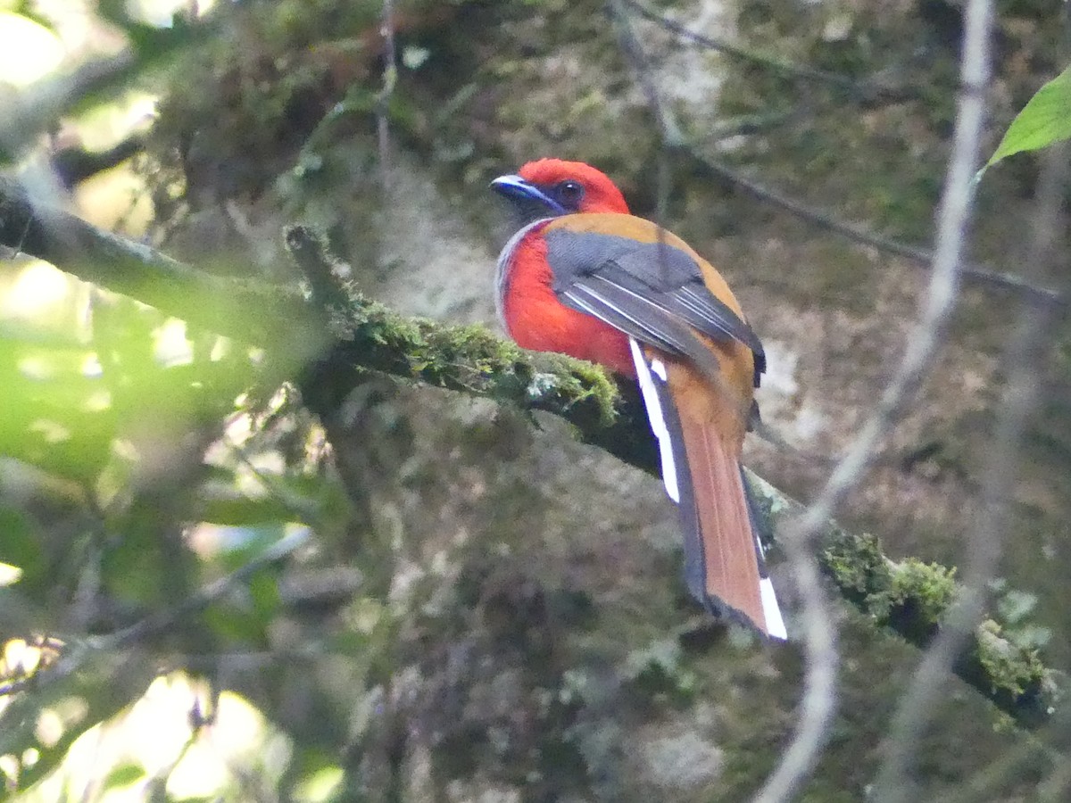 Graubrusttrogon - ML659689279