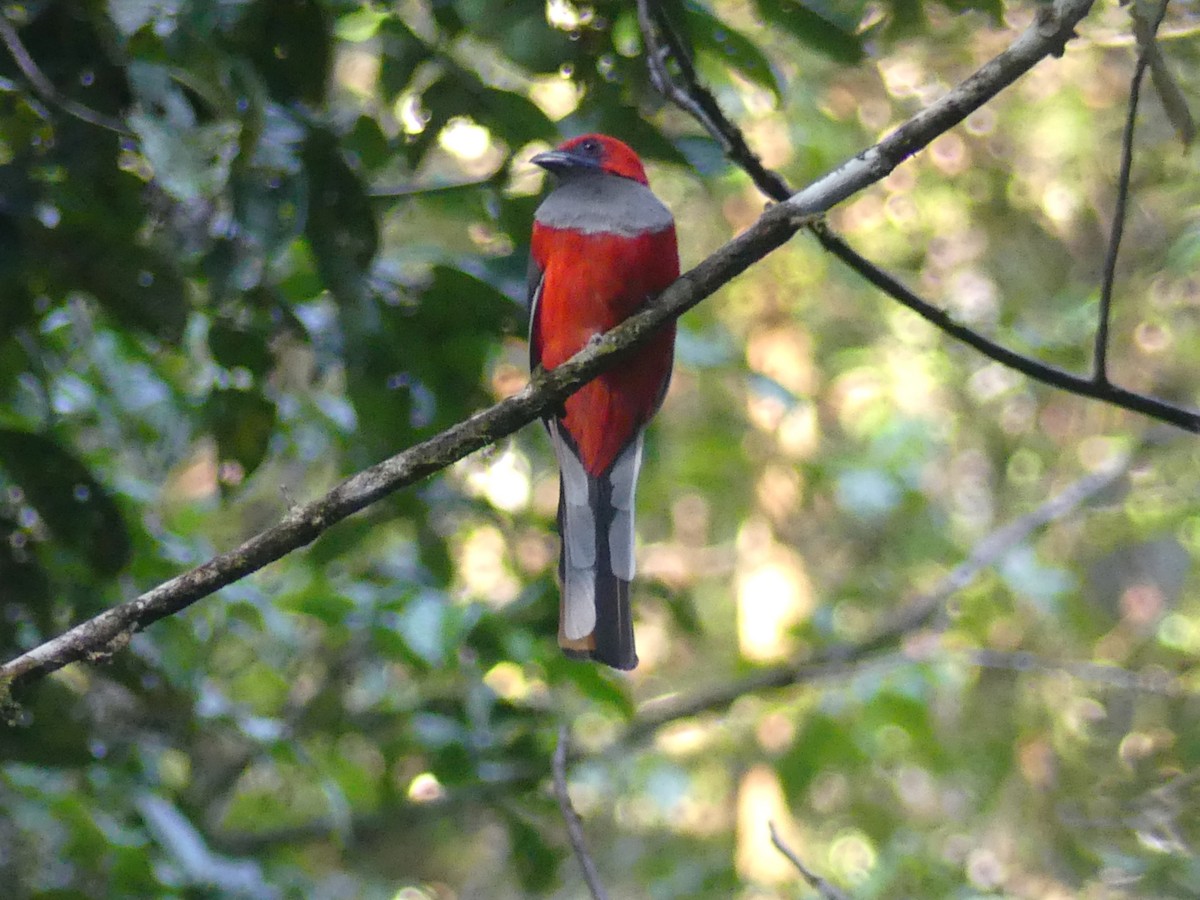 Graubrusttrogon - ML659689430