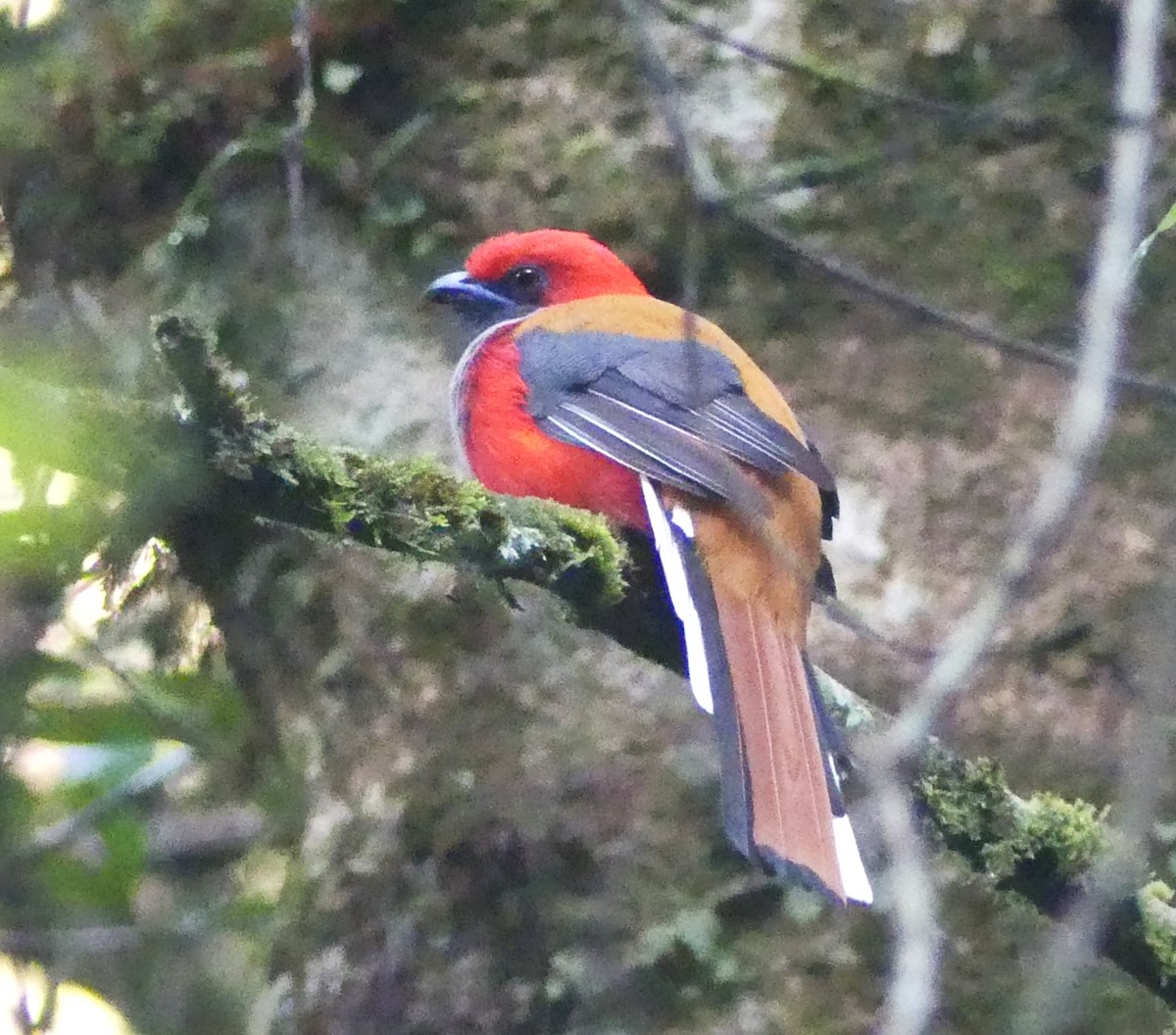 Graubrusttrogon - ML659689633