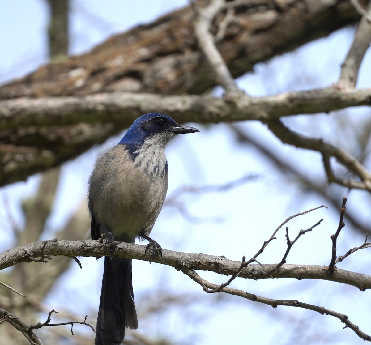 Island Scrub-Jay - ML659689688