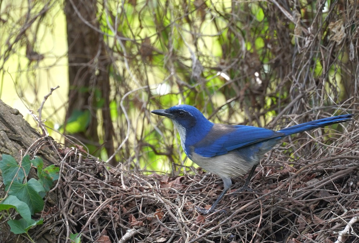 Island Scrub-Jay - ML659689896
