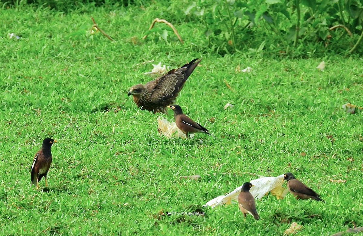 Black Kite - ML659690633